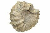 Cretaceous Fossil Ammonite (Calycoceras) - Texas #241485-1
